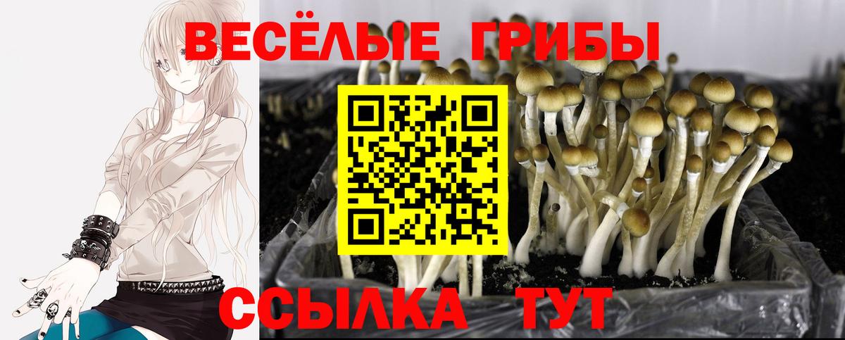 где найти   Псилоцибиновые грибы Psilocybine cubensis  Вход с VPN  Новозыбков 